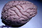 کم آبی بدن به مغز آسیب می رساند